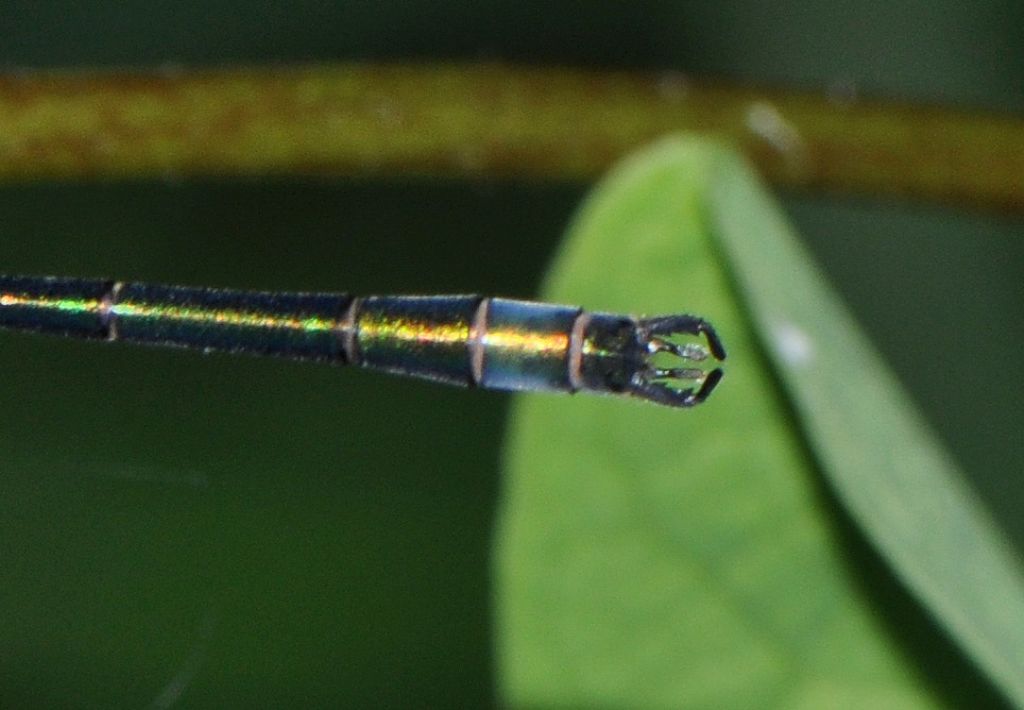 Lestes sponsa maschio